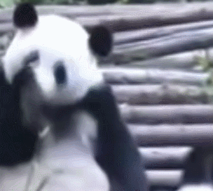 熊猫 国宝 可爱 毛茸茸