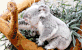 考拉 爬树 可爱 动物 koala