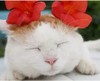 猫咪 睡着了 花朵 可爱 红色