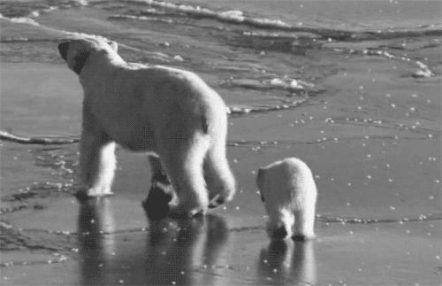 北极熊 毛茸茸 可爱 冰面