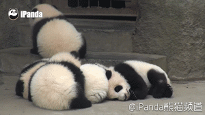熊猫 午睡 躺 全是肉 懒癌