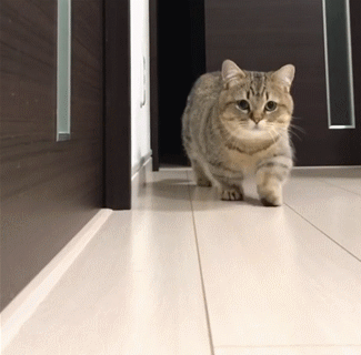 猫 走路 地板 胡须
