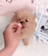 狗狗 小吃货 可爱 喜欢