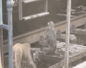 猴子 动物 猴子救活触电的朋友