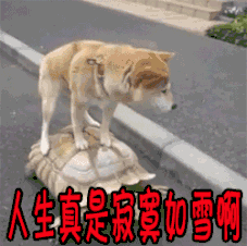 萌宠 狗狗 骑着乌龟