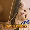 萌宠 猫星人 下面的关灯睡觉 呆萌 可爱