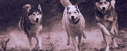 狼 自然 奔跑 动物