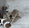 小猫 可爱 毛茸茸 奔跑