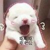 萌宠 猫咪 猫 撒娇 撒娇猫咪 搞怪 呕 老公