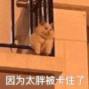 萌宠 猫星人 因为太胖被卡住了 减肥 呆萌 可爱