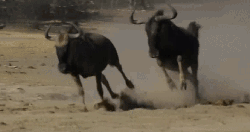 动物 掠食动物战场 水牛 纪录片 跑 逃
