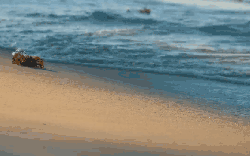 多米尼加共和国 沙滩 海洋 纪录片 蓬塔卡纳 螃蟹 风景