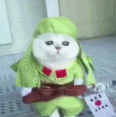 猫咪 小日本 搞笑 萌宠