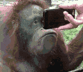 大猩猩 玩手机 搞笑 可爱