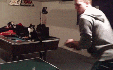 猫咪 击掌 打乒乓球 乖乖的
