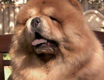 搞笑動物 狗狗 可愛 呆萌