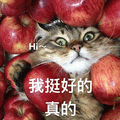 萌宠 猫 猫咪 喵星人 挺好 真的