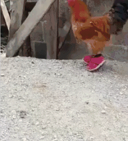 鞋 鸡 搞笑 走路