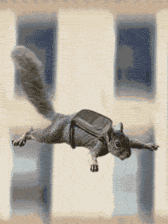 松鼠 squirrel 坠落 跳伞