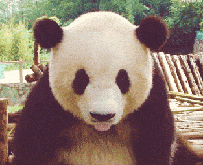 熊猫 嘴馋 可爱 绿树
