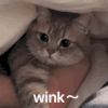 萌宠 喵星人 wink 抛媚眼 呆萌 可爱