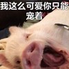 萌宠 猪 我这么可爱 你只能宠我 呆萌 可爱