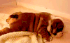 斗牛犬 宝宝 丑萌 小胖子  bulldog