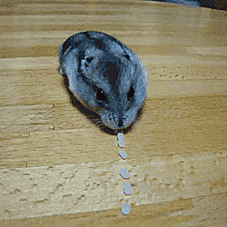 老鼠 吃冰糖 室内 搞笑