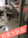 小狗 室内 床 凌乱