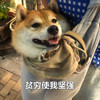 萌宠 汪星人 贫穷使我坚强 没钱也要活着 呆萌 可爱