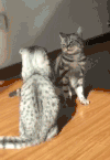 猫咪 打架 跳跃 摔倒