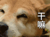狗 汪星人 干嘛