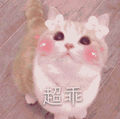 巨乖 猫咪 超乖
