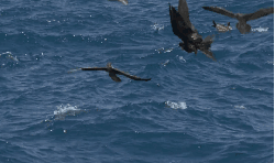 加拉帕戈斯群岛 动物 厄瓜多尔 太平洋 纪录片 鸟类 军舰鸟