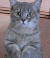 宠物 猫咪 恭喜发财 可爱 好运 萌 gif 年来