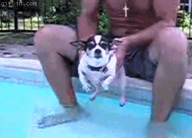 狗狗 搞笑 游泳 一定 萌 gif