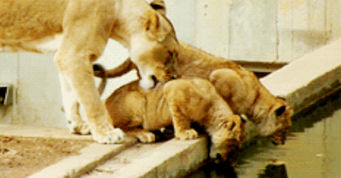 萌宠 狮子 lion