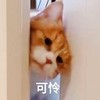 萌宠 猫星人 可怜 难受 呆萌 可爱