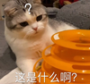 萌宠 猫星人 这是什么啊 好奇 搞怪 逗
