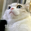 萌宠 喵星人 惊出双下巴 惊讶 呆萌 可爱