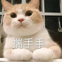 萌宠 猫咪 猫 喵星人 揣手手 可爱 撩