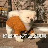 萌宠 汪星人 好困 可以不去上班吗 呆萌 可爱