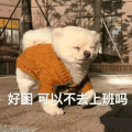 萌宠 汪星人 好困 可以不去上班吗 呆萌 可爱