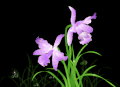 花朵 紫色 绿叶 漂亮