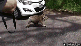 考拉 强壮 不开心 公路 koala