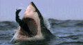动物 鲨鱼 大嘴 恐怖