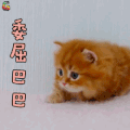 萌宠 猫 委屈巴巴 伤心 soogif soogif出品
