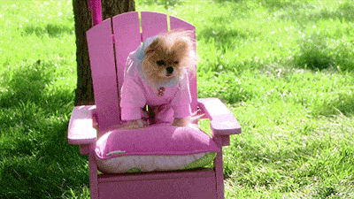 狗狗 穿衣服 草地 椅子 粉色
