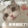 萌宠 猫星人 滴滴 老师我到了 呆萌 可爱