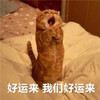 萌宠 喵星人 好运来我们好运来 拜一拜好运 呆萌 可爱